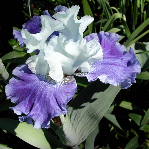 Iris germanica Cascadian Rhythm